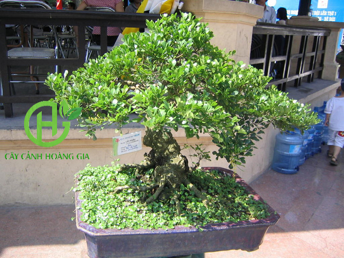 cay-ngau-bonsai